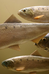 Berlin  ausgestopfte Fische im Naturkundemuseum