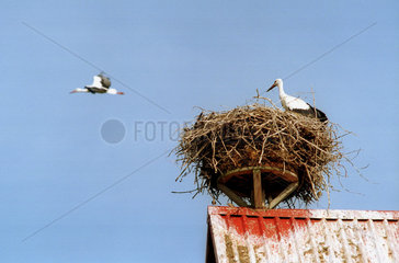 Ein Storch auf einem roten Dach mit seinem Nest