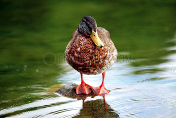 Eine Ente auf einem Teich