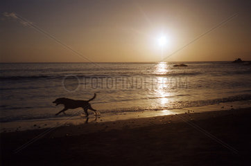 Ein Hund am Strand vor der untergehenden Sonne
