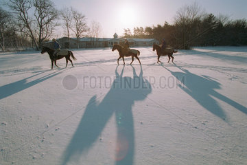 Pferde im Schnee auf der Trainierbahn