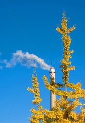 Berlin  herbstlicher Ginkgobaum vor einem Schornstein