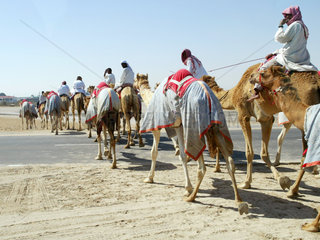 Kamele ueberqueren eine Strasse  Dubai