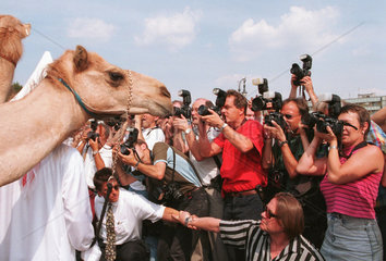 Kamele umringt von Fotografen