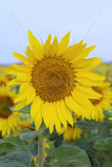Luckau  Deutschland  bluehende Sonnenblumen auf einem Feld