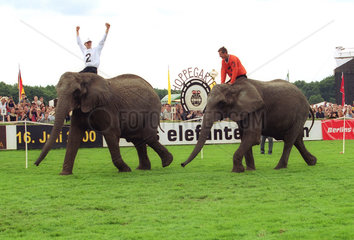 Elefantenrennen mit Zirkuselefanten auf der Galopprennbahn Hoppegarten