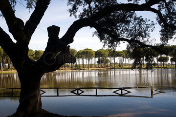 Villamanrique de la Condesa  Spanien  Eiche und Kiefern am San Lazaro Teich