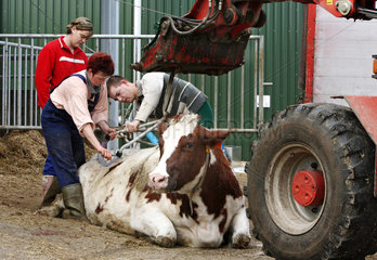 Kloster Lehnin  Deutschland  Angestellte versuchen eine Kuh zum Stehen zu bringen