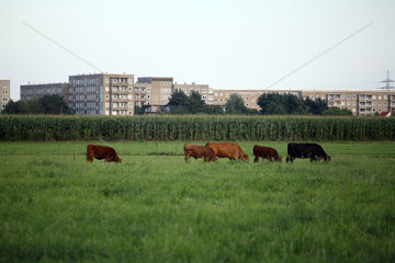 Hoyerswerda  Deutschland  Rinder auf einer Weide am Stadtrand