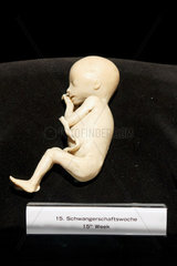 Berlin  Deutschland  Plastinationen eines Babys auf der Ausstellung Koerperwelten von Gunther von Hagens
