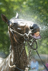Ein Pferd nimmt eine Dusche