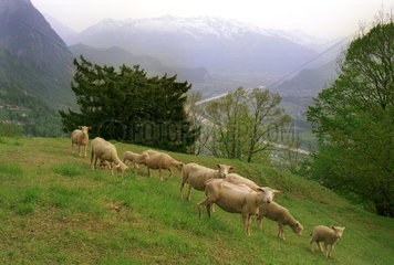 Alpenlandschaft mit Schafen im Fuerstentum Liechtenstein