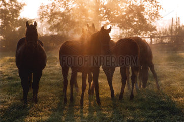 Pferde auf der Koppel im Morgenlicht  Goerlsdorf  Deutschland