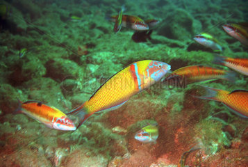 Regenbogenfische und Korallen auf dem Meeresgrund