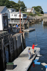 Bar Harbor  USA  Fischer ziehen in Kisten den gefangenen Hummer aus dem Wasser