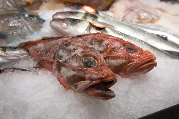 Berlin  Deutschland  frische Fische in der Auslage der Feinkostabteilung des KaDeWe