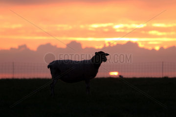 Neu Kaetwin  Deutschland  Silhouette  Schaf bei Sonnenuntergang auf einer Weide