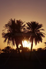Palmen im Gegenlicht  Dubai