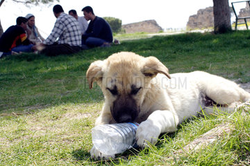 Hierapolis  ein kleiner Hund spielt mit einer Plastikflasche