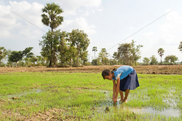 Prahut  Kambodscha  ein kambodschanisches Maedchen pflanzt Reis