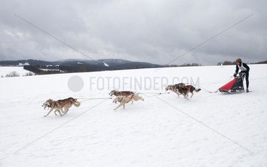 Winterberg  Deutschland  Schlittenhunderennen im winterlichen Sauerland