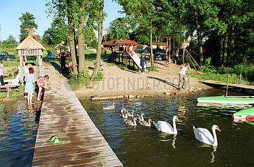 Urlauber und Schwanfamilie an einem See in den Masuren  Polen