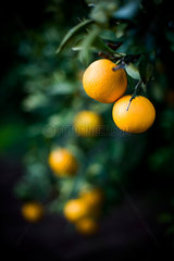 Sevilla  Spanien  Orangen am Baum