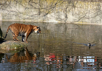 Berlin  Deutschland  Tiger im Zoologischen Garten beobachtet eine Stockente