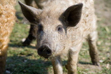 Kremmen  Deutschland  Mangalica-Schwein