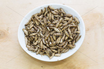 Snack-Insects  Insekten als Nahrungsmittel