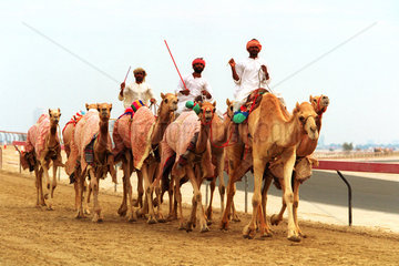 Kamele beim Training in Dubai  Vereinigte Arabische Emirate