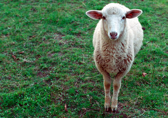 Colno  Ein junges Schaf auf der Weide