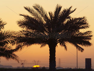Eine Palme im Gegenlicht  Dubai