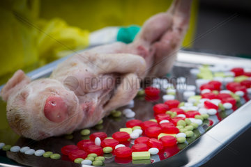 Berlin  Deutschland  PETA-Aktion Â«Antibiotika im Fleisch: Mensch und Tier sind Bauern-OpferÂ»