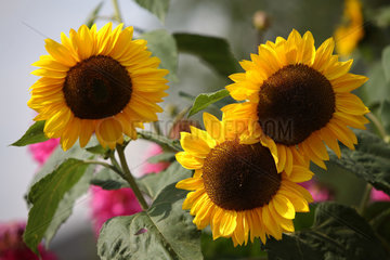 Haby  Sonnenblumen