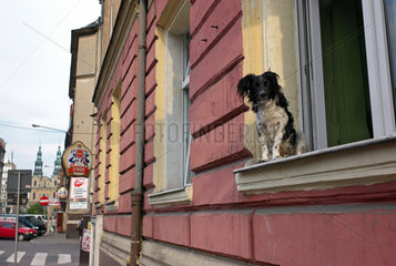 Posen  Polen  ein Hund sitzt interessiert auf der Fensterbank und blickt auf die Strasse