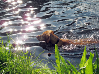 Berlin  Deutschland  Hund schwimmt im Wasser