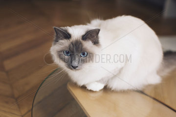 Ragdoll cat sitting on coffee table