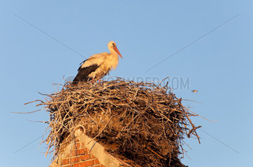 Ruehstaedt  Deutschland  ein Storch in seinem Nest auf einem Dachfirst