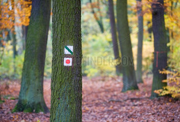 Koenigs Wusterhausen  Deutschland  herbstlicher Wald mit Wanderwegkennzeichnung