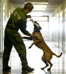 Dresden  Deutschland  Diensthundefuehrer mit einem Drogenspuerhund in der Dresdner JVA