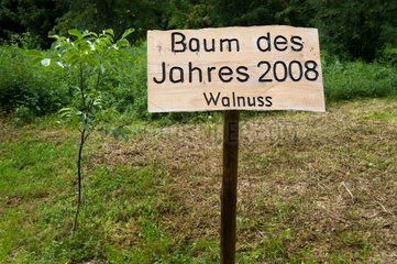 Berlin  Deutschland  Baum des Jahres 2008  Walnuss