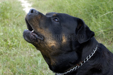 Symbolfoto Kampfhund