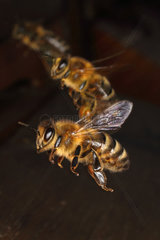 Berlin  Deutschland  Honigbienen im Flug