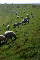 Westerhever  Schafe beim Weiden auf dem Deich