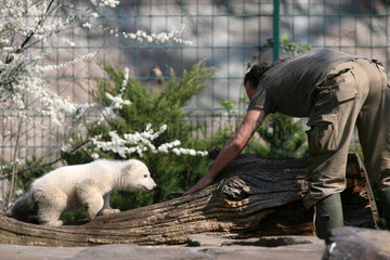 Berlin  Eisbaer Knut im Zoo