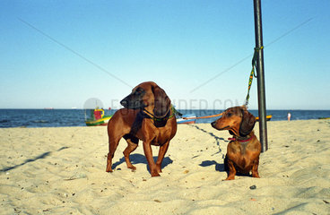 Zwei Dackel am Strand von Sopot (Zoppot)  Polen