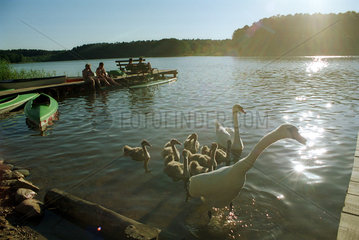 Schwanfamilie auf einem See in den Masuren  Polen