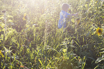 Boy exploring field of sunflowers