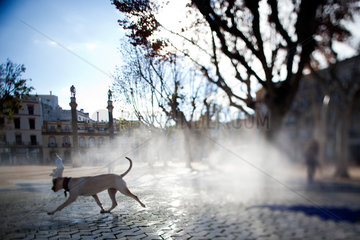 Sevilla  Spanien  ein Hund am Alameda de Hercules Platz